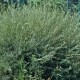 Salcie rozmarinifolia